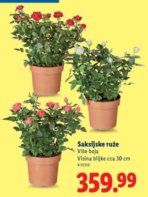 Saksijske ruže