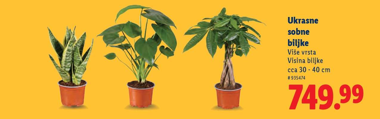 Ukrasne sobne biljke