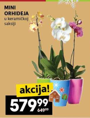 Mini orhideja