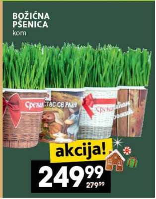 BOŽIČNA PŠENICA