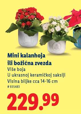 Mini kalanhoja ili božićna zvezda