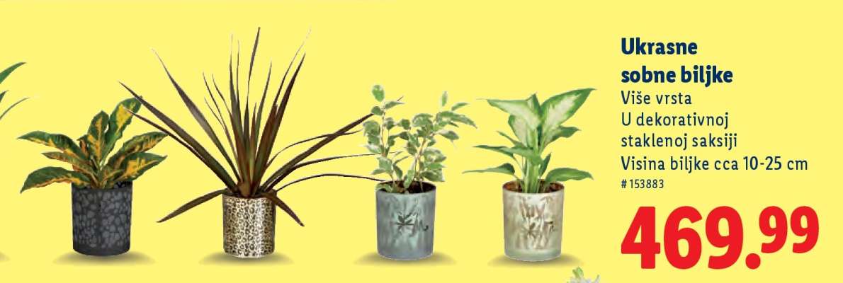 Ukrasne sobne biljke
