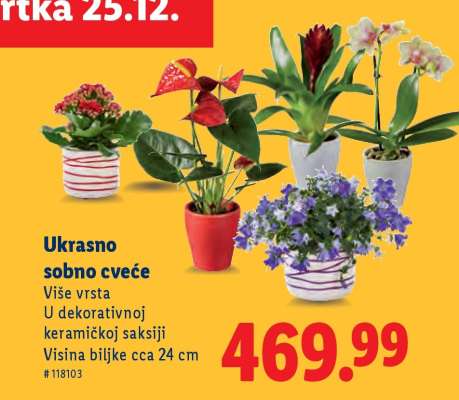 Ukrasno sobno cveće