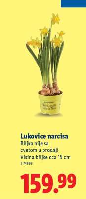 Lukovice narcisa