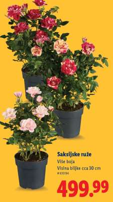 Saksijske ruže