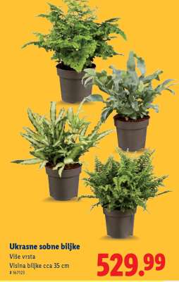 Ukrasne sobne biljke