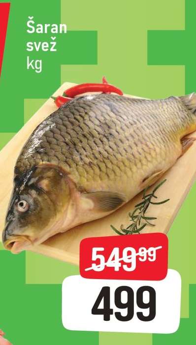 Šaran svež