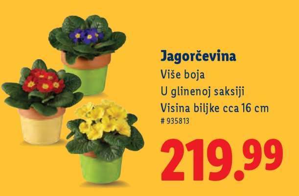 Jagorčevina