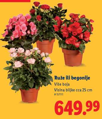Růže ili begonije