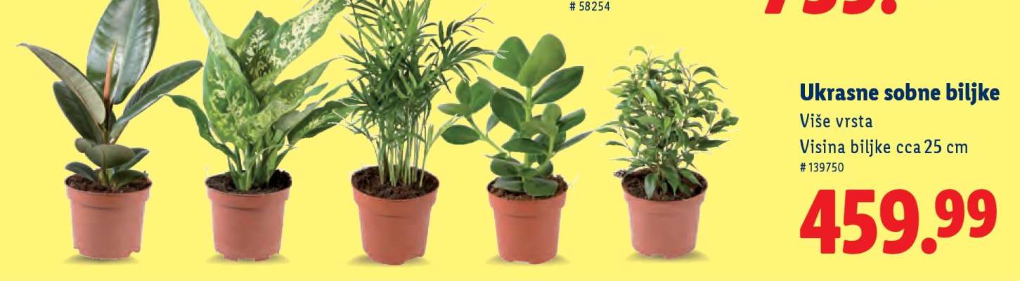 Ukrasne sobne biljke