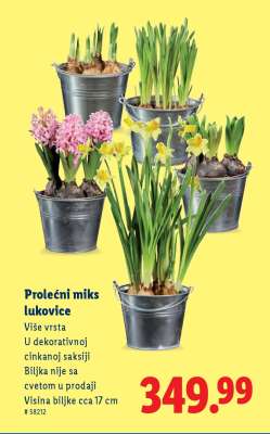 Prolećni miks lukovice