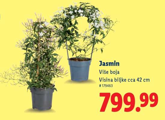 Jasmin
