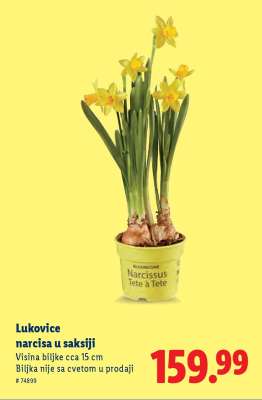 Lukovice narcisa u saksiji