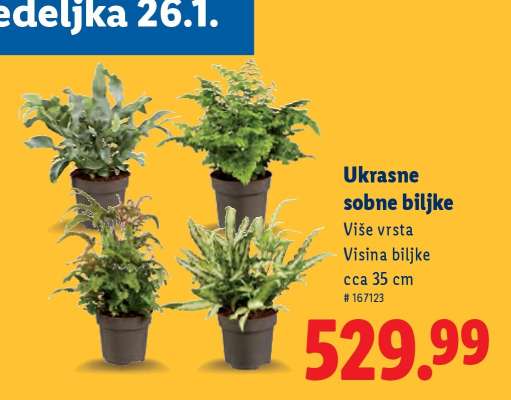 Ukrasne sobne biljke