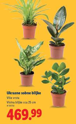 Ukrasne sobne biljke