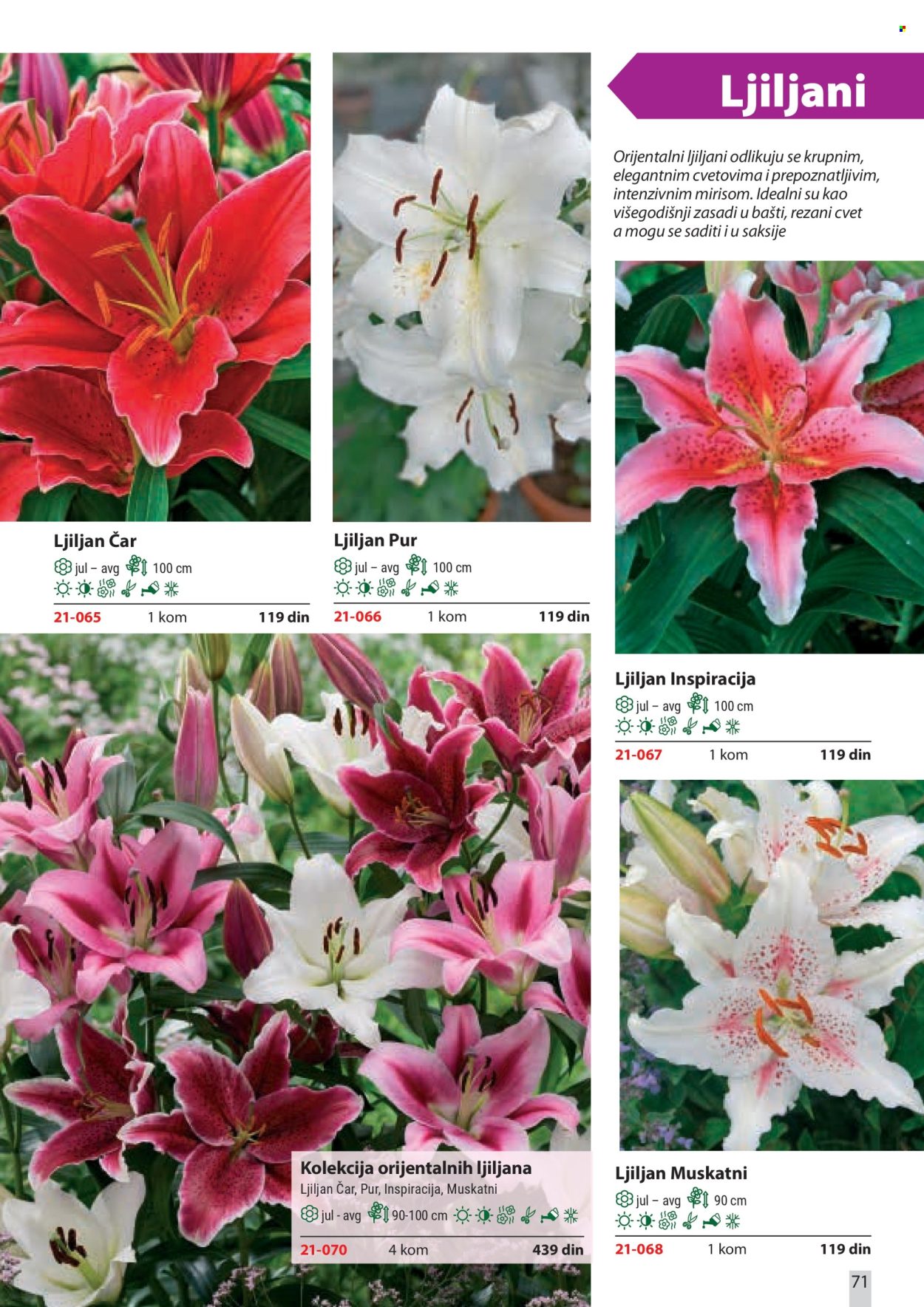 Flora Ekspres katalog. Stranica 71