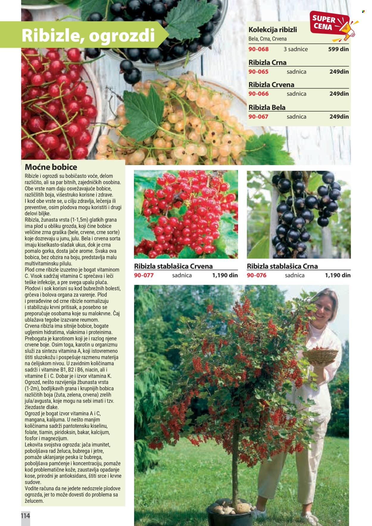 Flora Ekspres katalog. Stranica 114