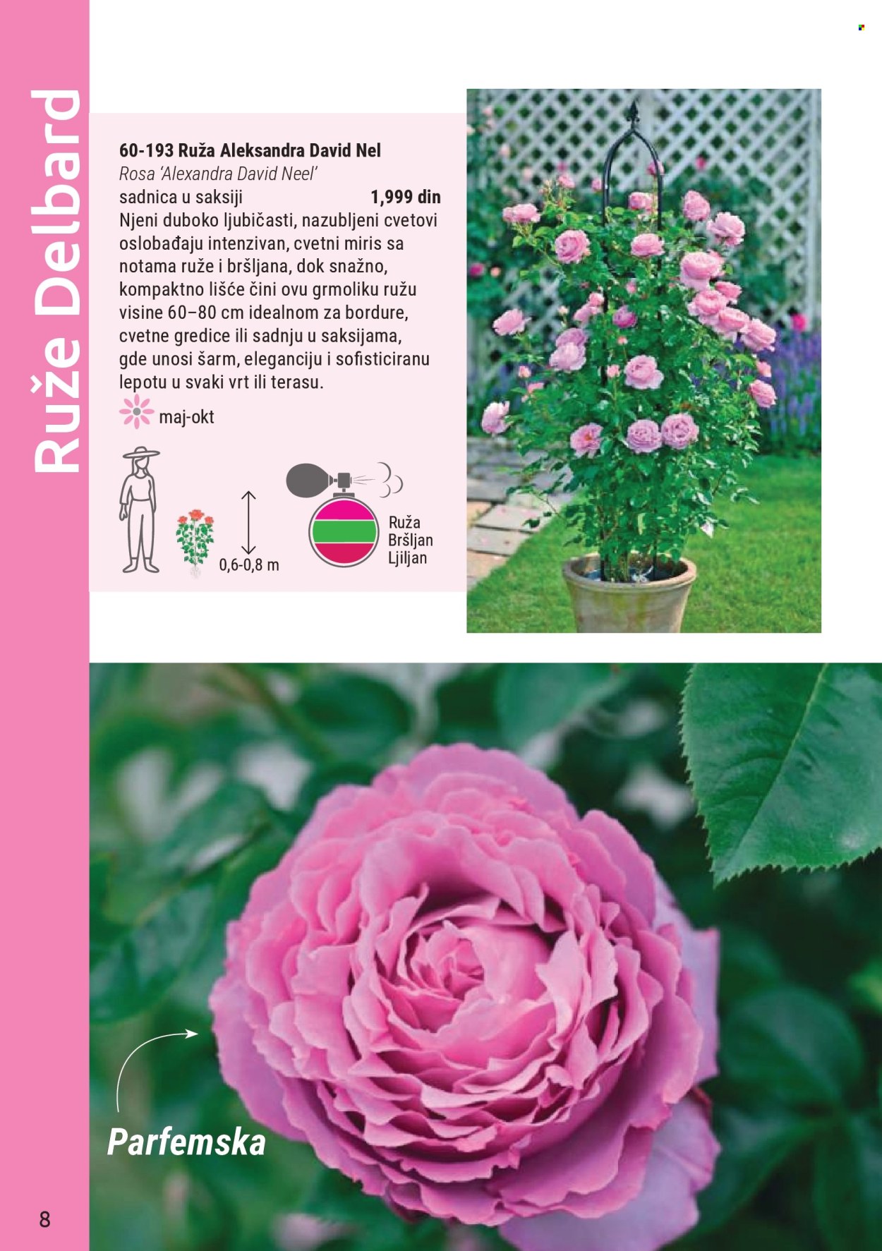 Flora Ekspres katalog. Stranica 8
