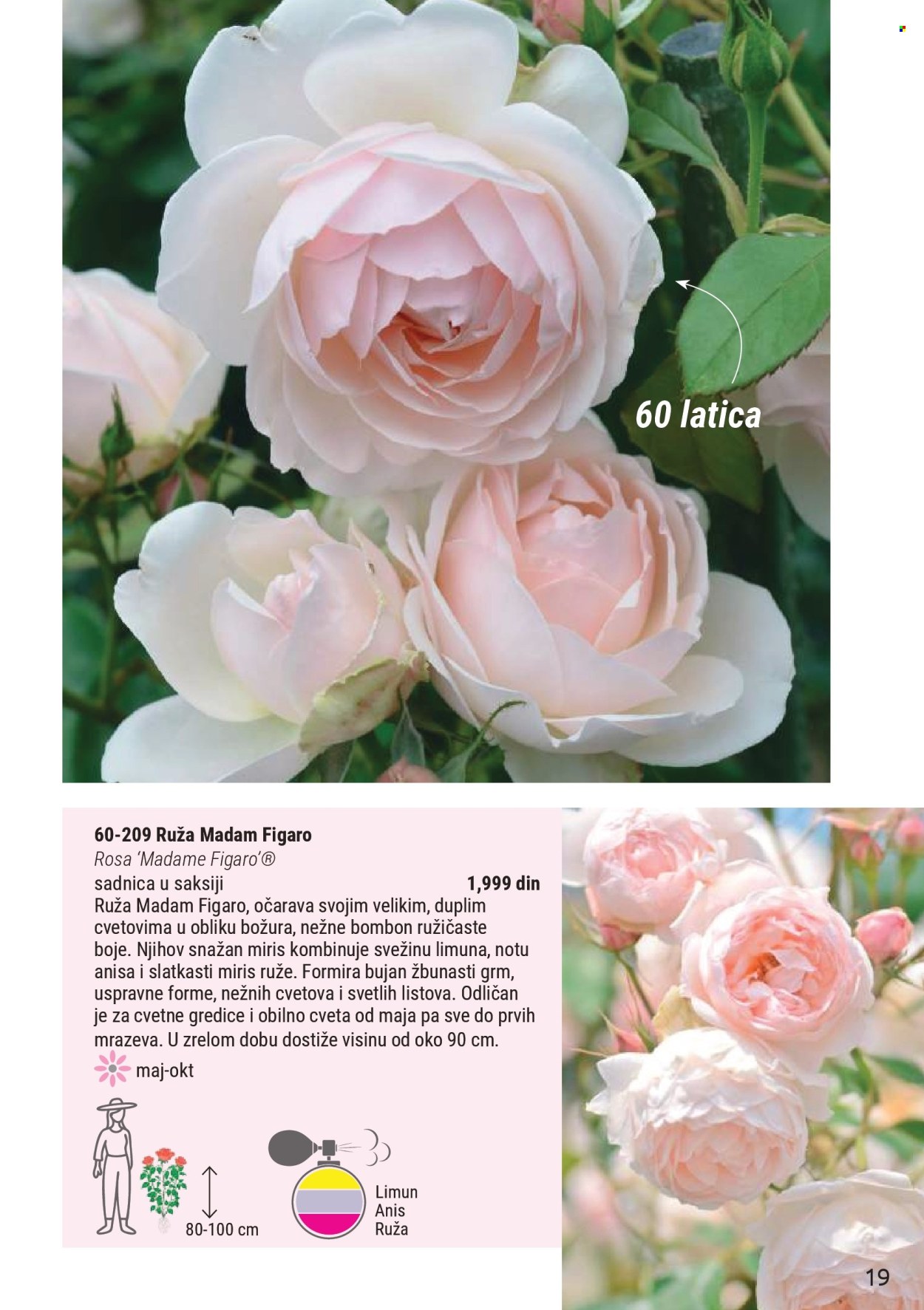 Flora Ekspres katalog. Stranica 19