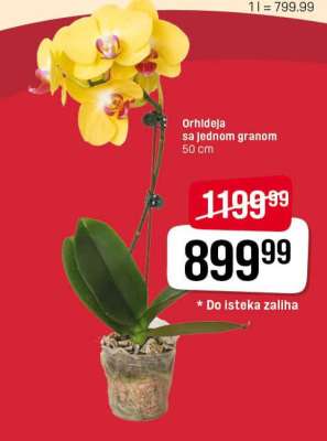 Orhideja sa jednom granom