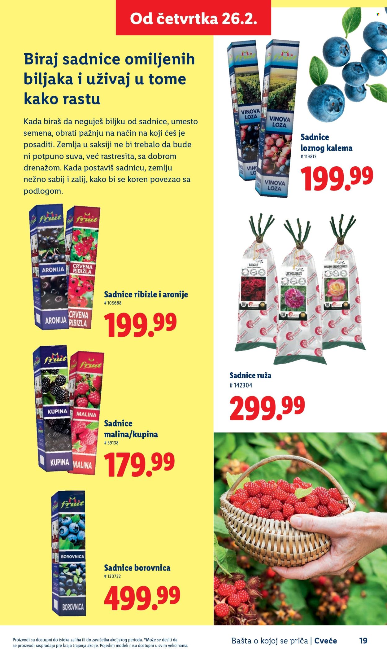 Lidl katalog. Stranica 19