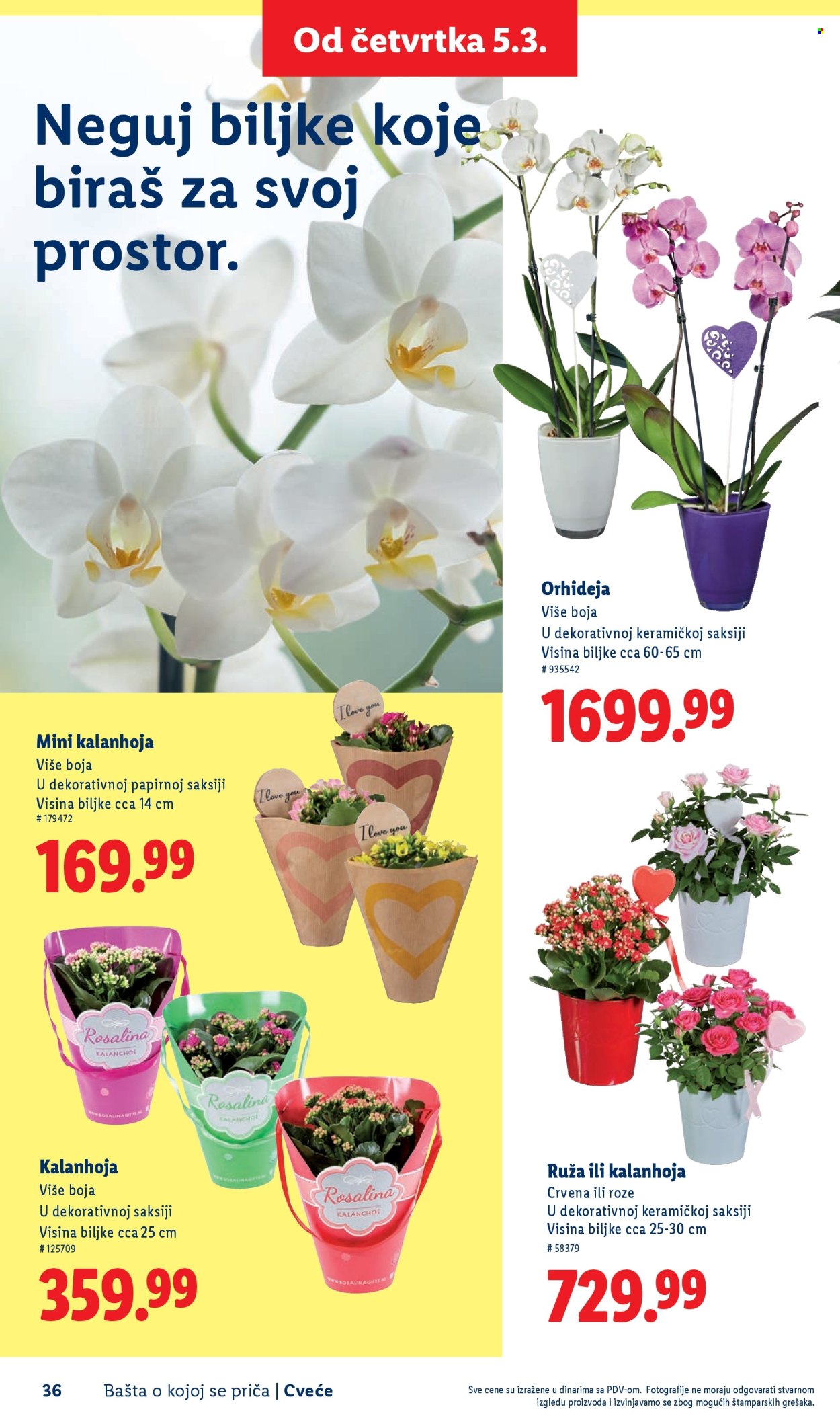 Lidl katalog. Stranica 36