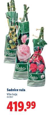 SADNICE RUŽA