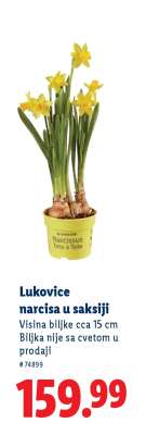 Lukovice narcisa u saksiji