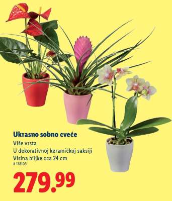 Ukrasno sobno cveće