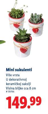 Mini sukulenti