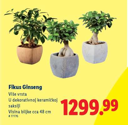 Fikus Ginseng