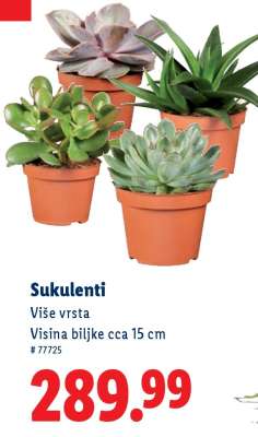 Sukulenti