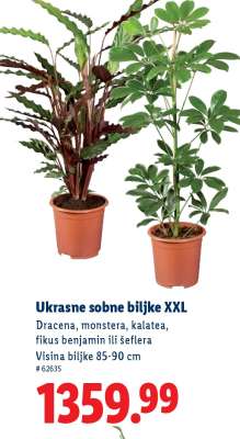 Ukrasne sobne biljke XXL