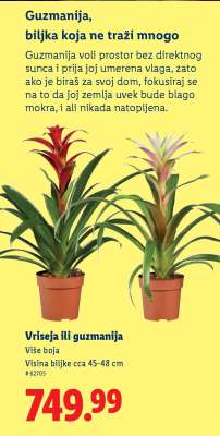 Vriseja ili guzmanija