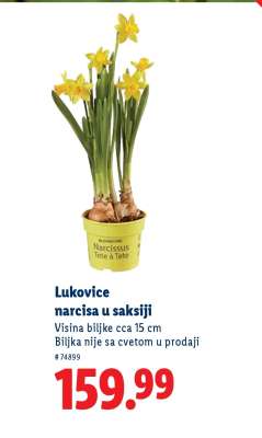 Lukovice narcisa u saksiji