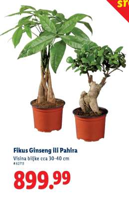 Fikus Ginseng ili Pahira