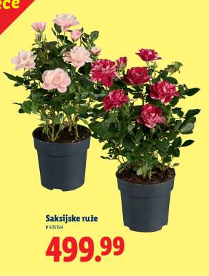 Saksijske ruže