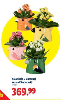 Kalanhoja u ukrasnoj keramičkoj saksiji