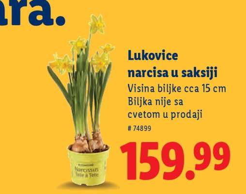 Lukovice narcisa u saksiji