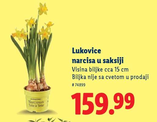 Lukovice narcisa u saksiji