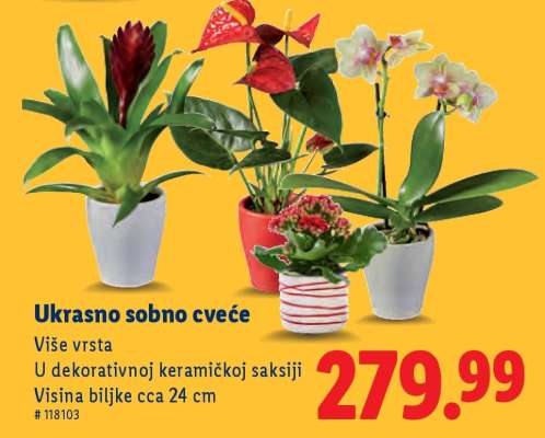 Ukrasno sobno cveće