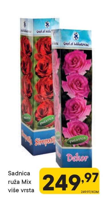 Sadnica ruža Mix više vrsta