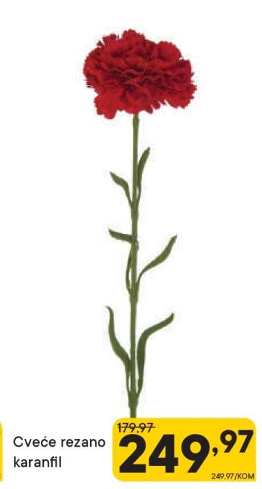Cveće rezano karanfil