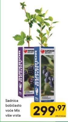 Sadnica bobićasto voće Mix više vrsta