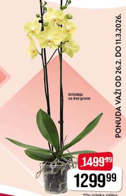 Orhideja sa dve grane