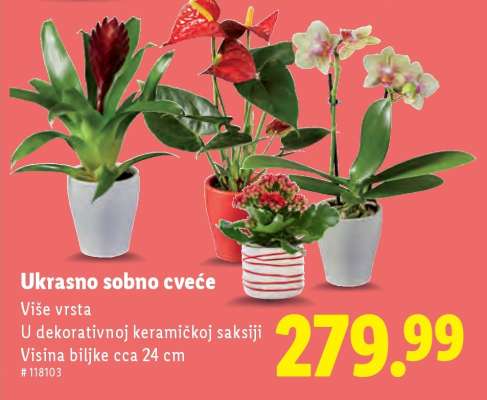 Ukrasno sobno cveće