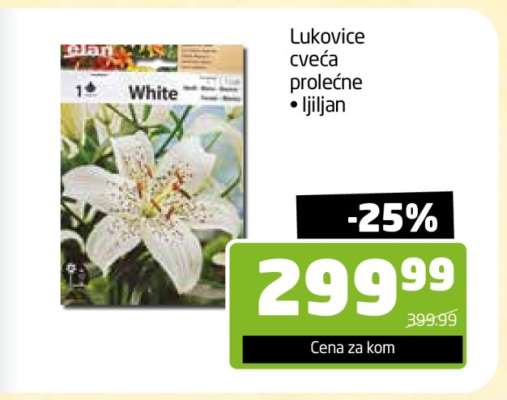 Lukovice cvetá prolećne • ljiljan