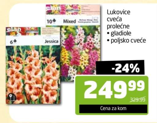 Lukovice cvetja prolećne