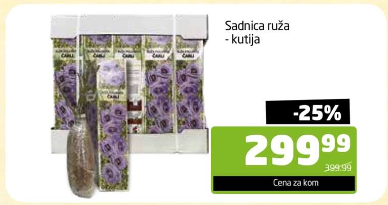 Sadnica ruža - kutija