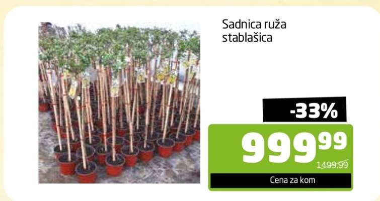 Sadnica ruža stablašica